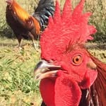 Earl Henson - @earl.henson.7370 - Instagram