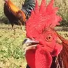 earlhenson221 - @earlhenson221 - TikTok
