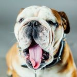 Earl Herbert Wilson - @earl_thebulldog - Instagram