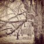 Mike Lafferty - @mikeearlybird - Instagram
