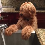 EARL - @earl_the_lake_dog - Instagram