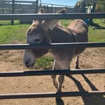 Earl - @earlthesturgeonlakemndonkey - Instagram