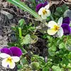Pearl Lake - @pearl.lake29 - TikTok