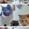 Victoria & Loki - @kittensvictoria_loki - TikTok