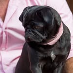 Laurasaurus+Perci Pug+Eva Ears - @laurasaurahs - Instagram