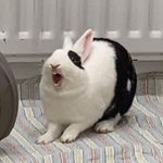 🐰Earl and Lavender🐇 - @earlandlavender - Instagram