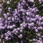 mindless writings - @lavender_earl_grey - Instagram