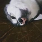 Rose蔷薇 - @earl.gray.lavender - Instagram
