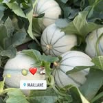 EARL LE MARTINET - @earllemartinet - Instagram