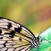 EARL le Tropique du Papillon - Facebook