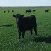 yearlins - @yearlins - TikTok