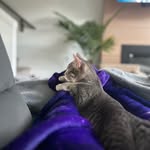 Earl & Luna - @earl_and_luna - Instagram