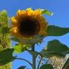 sun_pearl_maple - @sun_pearl_maple - TikTok
