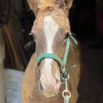 Earl - @earl_of_west_meadow - Instagram