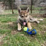 Meredith Grey “Wolf” - @earl_gray_meredith_gray_wolf - Instagram