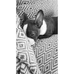 Bigsby Earl Miles - @bigsbytheboston - Instagram