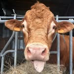 EARL de Pre Morin - @ferme_de_pre_morin - Instagram