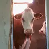earlmoser - @earlmoser - TikTok