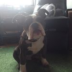 Earl Mosley - @earltheenglish - Instagram