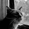 Emma Poroli - @the_earl_of_moss_bluff - TikTok