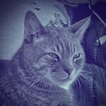 Pirate Productions West - @the_earl_of_moss_bluff - Instagram