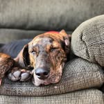 Earl The Mountain Cur - @earlthemountaincur - Instagram