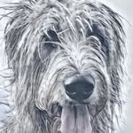 Irish Wolfhound - @earlofcastlemountain - Instagram