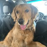 Earl Norman 🐶 - @earlnormanthegolden - Instagram