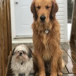 Bo Duke, Mya, Ruth, Oakley, and Fluffy - @bomyaruthoakleyfluffysnailearl - Instagram