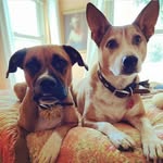 Indy 🌈 2010-2022, Higgins, Clyde Earl & Oakley - @thecaninemafia - Instagram