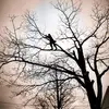 EagleTree - @eagletreenorth - TikTok