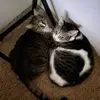 😼 Earl and Otto 😺 - @the_shorthair_boys - TikTok