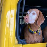 earl&otto - @dogsinjeep - Instagram