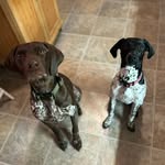 GSP x’s 3 - @earl_otto_and_pepper_gsps - Instagram