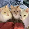 Lucy, Earl, and Otto 💙 - @thecopypastecats - TikTok