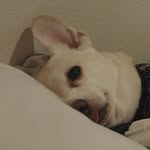 Earl Owens - @hebiearl - Instagram