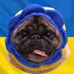 Earl Avere Fortuna & The Puppy Peace Brigade - @earlsfundraiser - Instagram