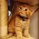 Earl - @earl_of_peckham - Instagram