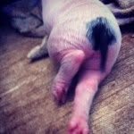 Pearl Short - @piggy.pearl - Instagram