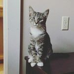 Earl Grey - @earl_grey_and_the_pink_mouse - Instagram