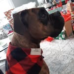 Piper and Earl - @hyperpiper_oldmanearl - Instagram