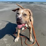 Earl - @dont_pittie_earl - Instagram