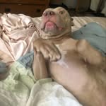 Earl The Pitt - @earlthepitt - Instagram