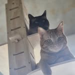Boomer, P-Earl, Peach and Poe - @pdx_kitty_condo - Instagram