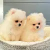 Earl Pratt - @earl.pratt1 - TikTok