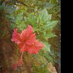 @earlramirez - Instagram