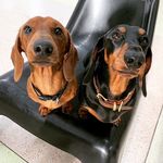 Earl Gray & Reddington Gray - @earl_reddington_sausage_bros - Instagram