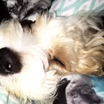 🐶Tucker Earl Redding Miller🐶 - @tuckerthecavachon_ - Instagram