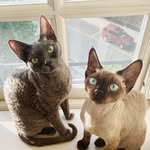 Earl & Chai: The Devon Rex Duo - @earlnchai - Instagram