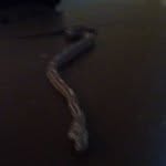 EARL Rodriguez - @earl_the_snake - Instagram